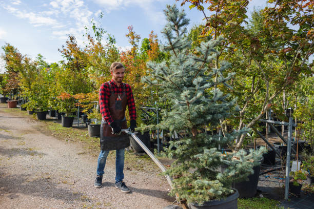 Best Tree Health Inspection  in Savoy, IL